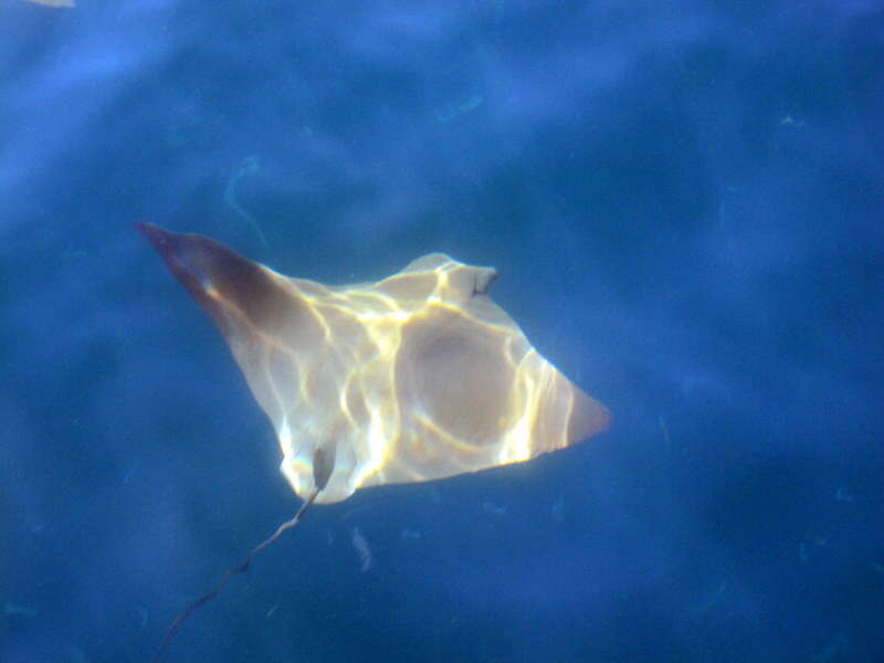 Image of Golden Cownose Ray