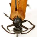 Image of Blister Beetle