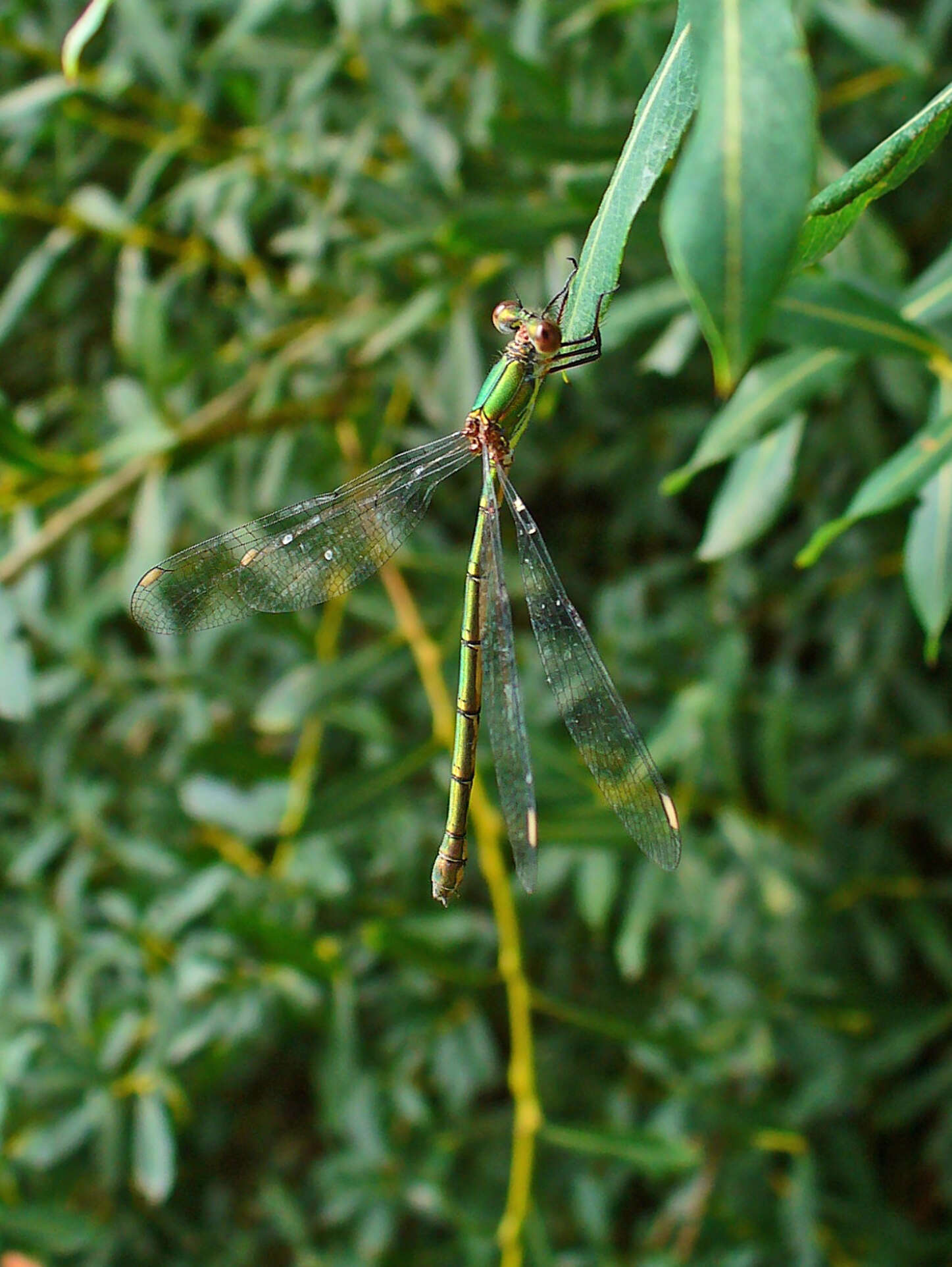 Image of Chalcolestes Kennedy 1920