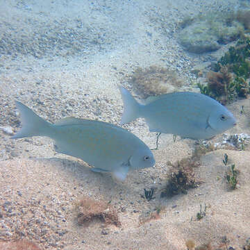 Image of New Zealand bluefish