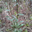 Helenium brevifolium (Nutt.) Wood resmi