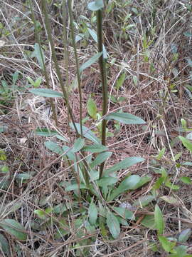 Image of Short-Leaf Sneezeweed