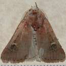 Image of Eucoptocnemis fimbriaris Guenée 1852
