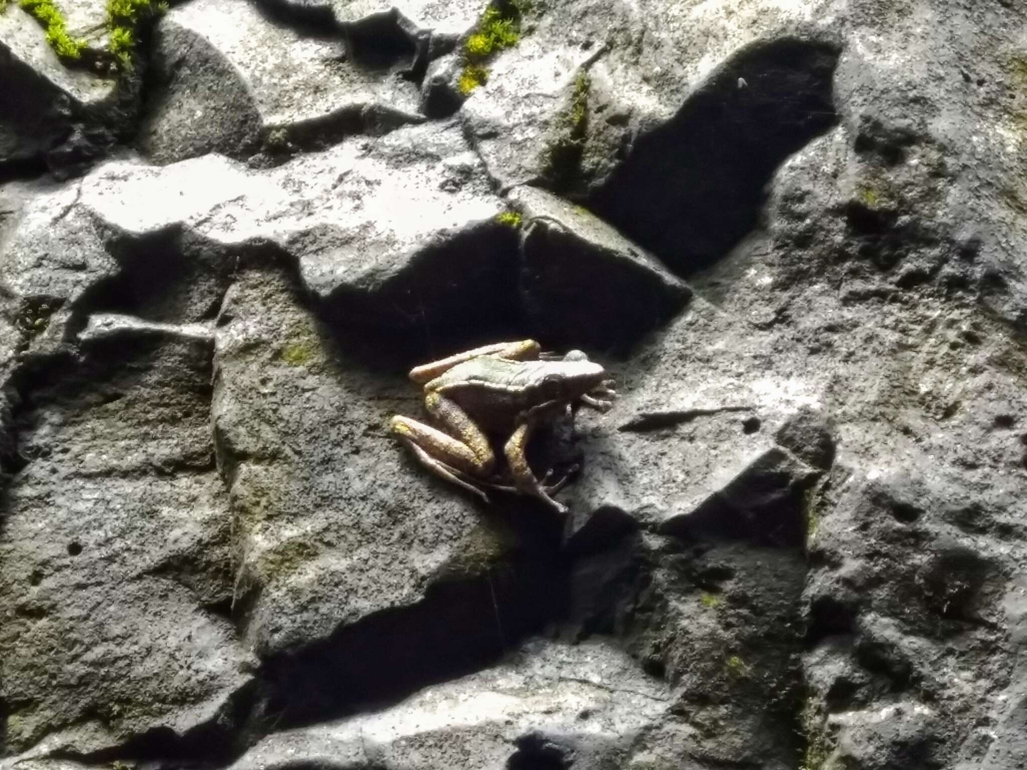 Image of Chloronate Huia Frog