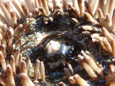 Image of Atlantic purple sea urchin