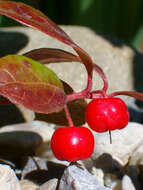 Image of eastern teaberry