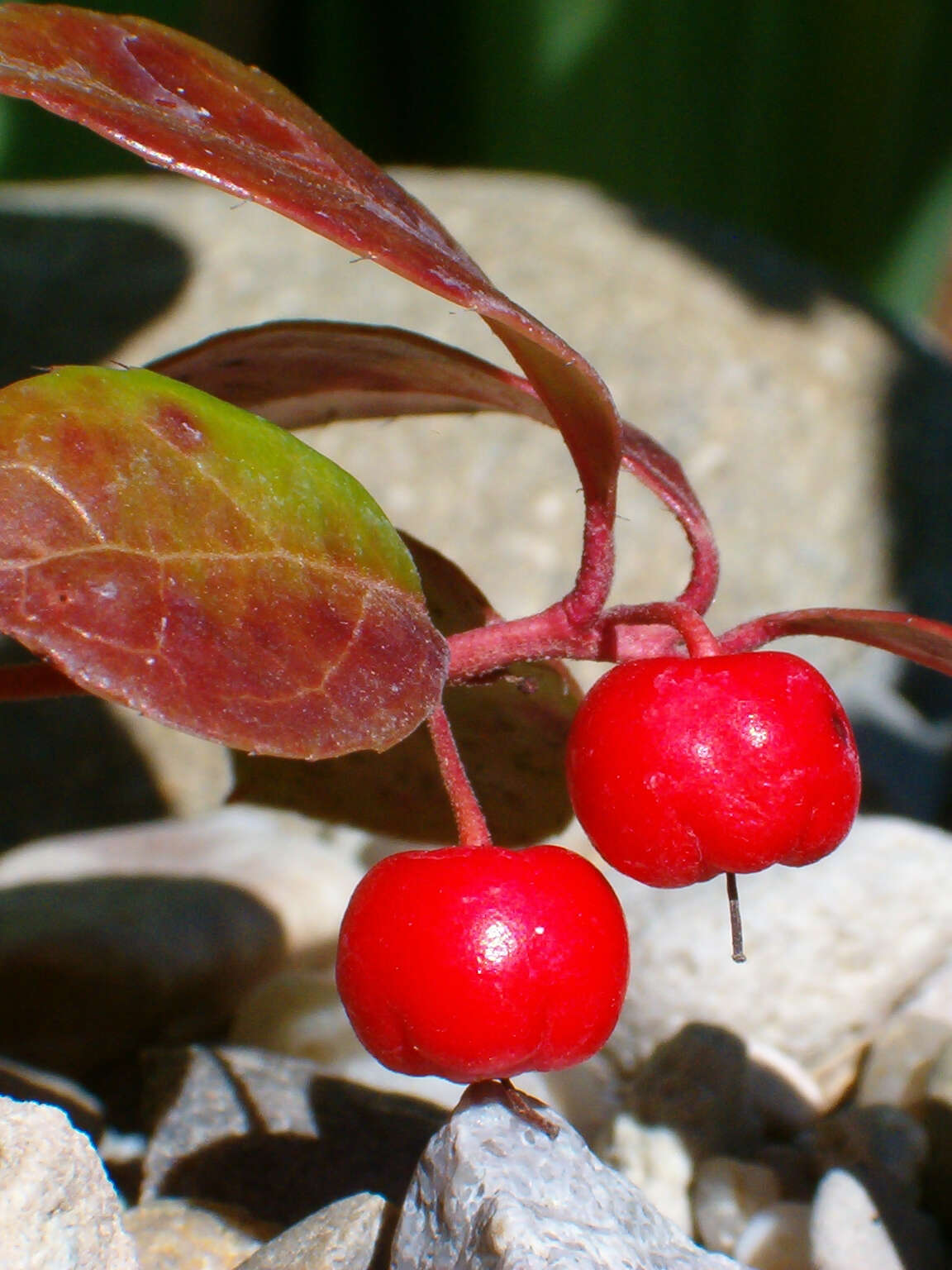 Image of eastern teaberry