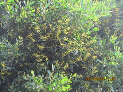 Image of Sydney golden wattle