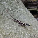 Image of Taylor's Anole