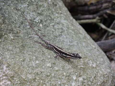 Imagem de Anolis taylori Smith & Spieler 1945