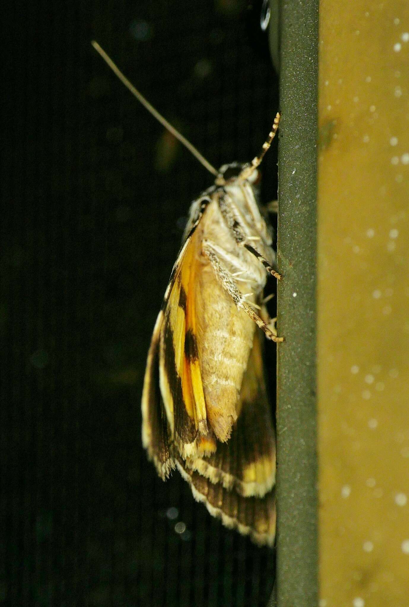 Image of Little Nymph Underwing