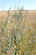 Image of Golden Goosefoot