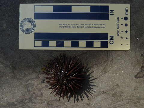 Image of Atlantic purple sea urchin