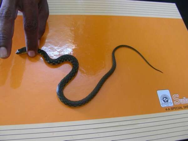 Image of Checkered Keelback Snake