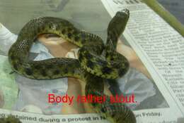 Image of Checkered Keelback Snake