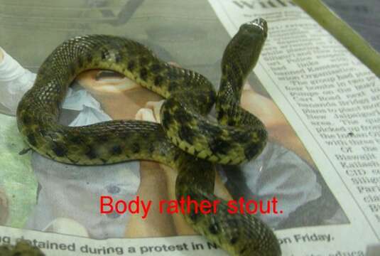 Image of Checkered Keelback Snake