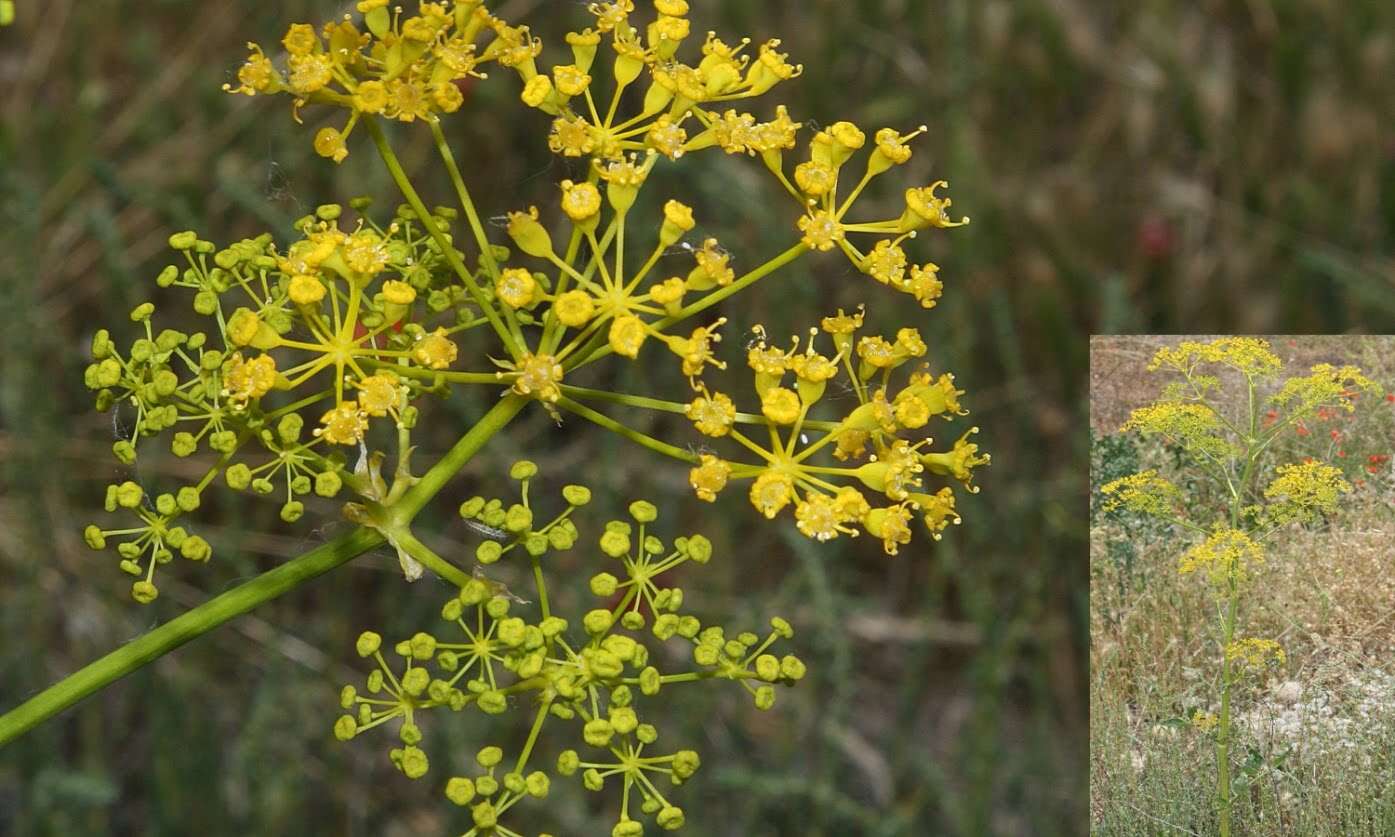 Слика од Opopanax chironium (L.) Koch