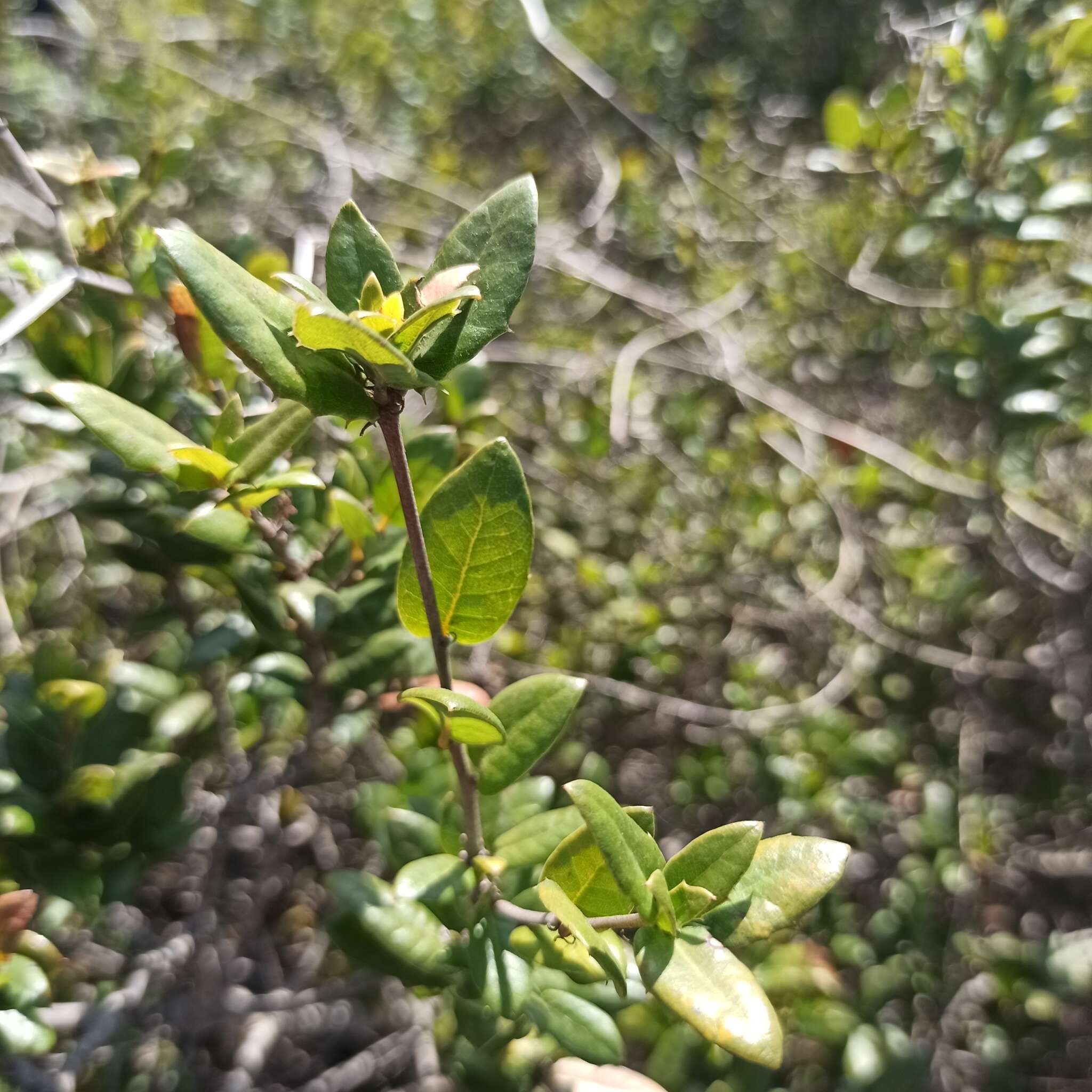 Image of Cedros Island Oak