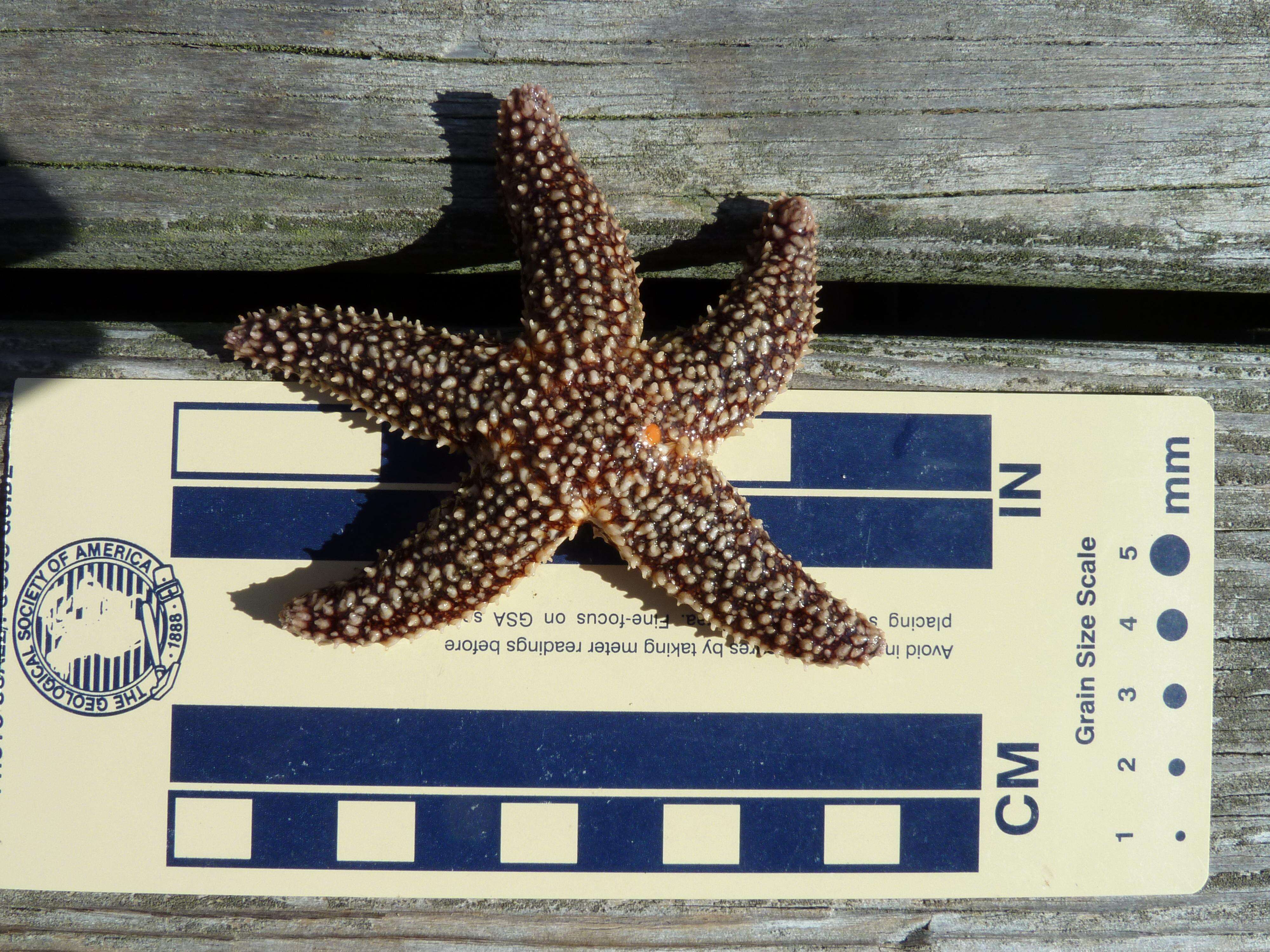 Image of Common Seastar