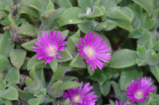 Image of Delosperma invalidum (N. E. Br.) N. E. K. Hartmann