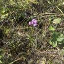 صورة Gentiana rubricaulis Schwein.