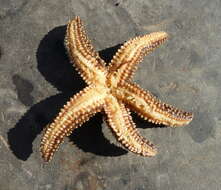 Image of Common Seastar