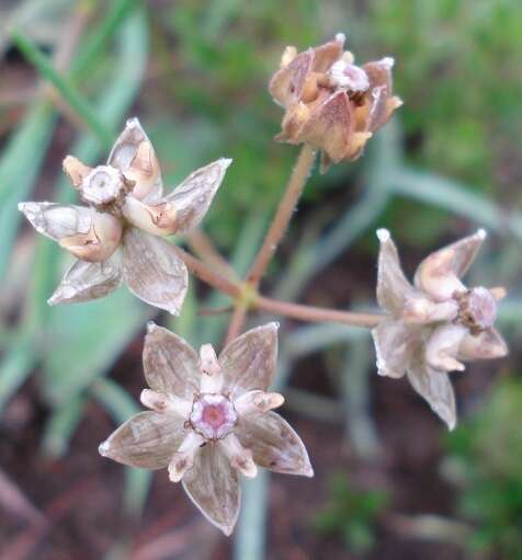 Image of Hooded meadow-star