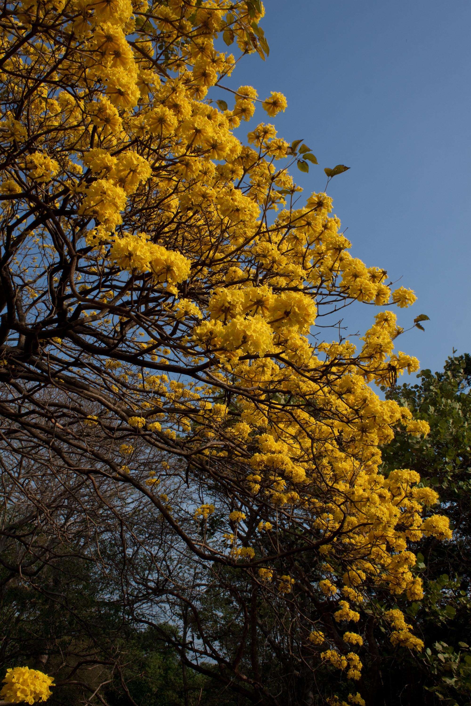 صورة Handroanthus chrysanthus (Jacq.) S. O. Grose