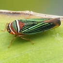 Image of Tylozygus fasciatus (Walker & F. 1851)