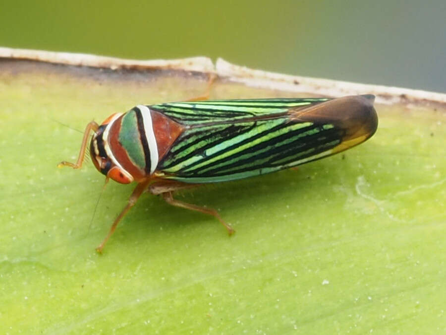 Image of Tylozygus fasciatus (Walker & F. 1851)