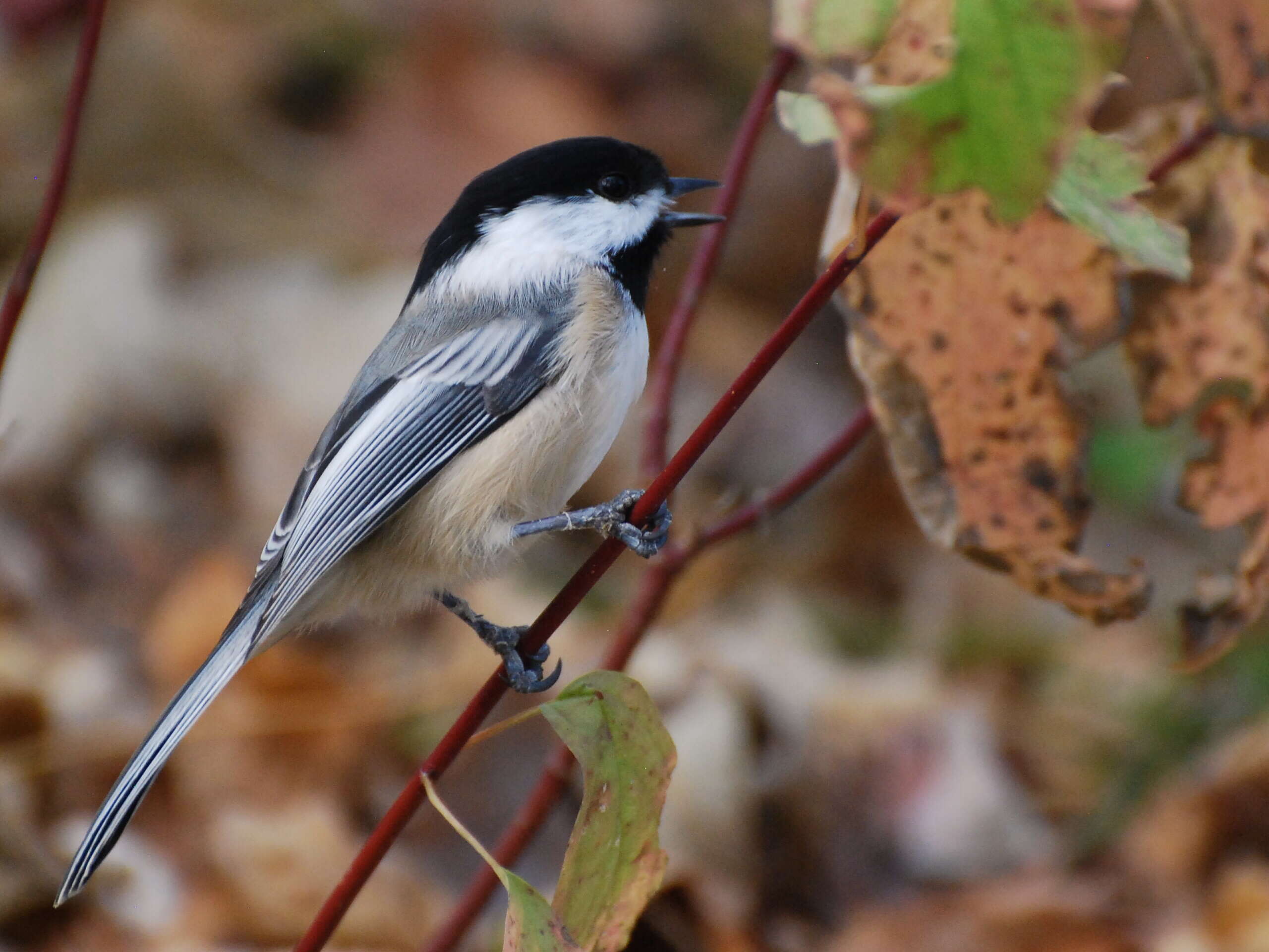 Plancia ëd Poecile atricapillus (Linnaeus 1766)