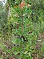 Слика од Ardisia elliptica Thunb.