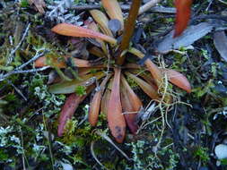 Image of Gentianella stellata Glenny