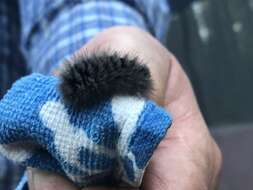 Image of Ross' Tussock Moth