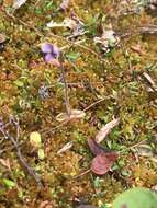 Imagem de Pinguicula villosa L.