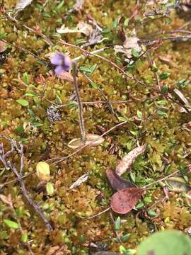 Imagem de Pinguicula villosa L.