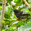 Image of Sharpe's Apalis