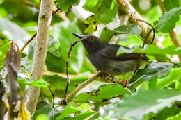 Image of Sharpe's Apalis