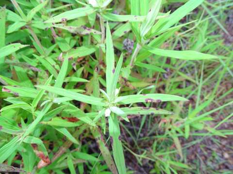 Image of Spermacoce stachydea DC.