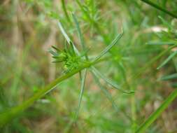 Imagem de Galium pomeranicum Retz.