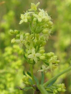 Imagem de Galium pomeranicum Retz.