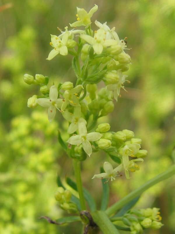 Plancia ëd Galium pomeranicum Retz.