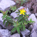 Image of <i>Hypericum nikkoense</i>