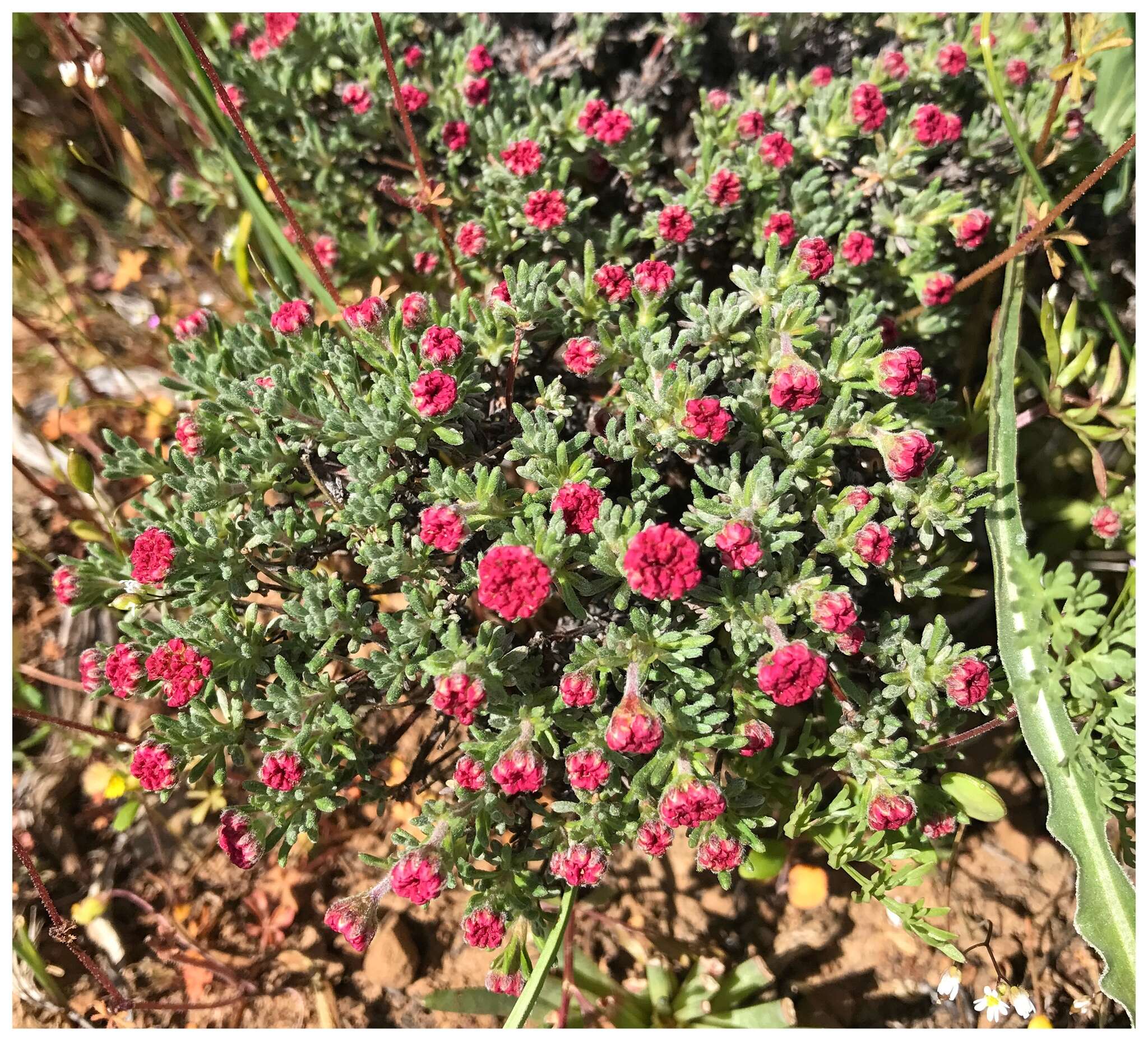 Image of thymeleaf buckwheat