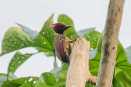 Image of Rufous-headed Woodpecker