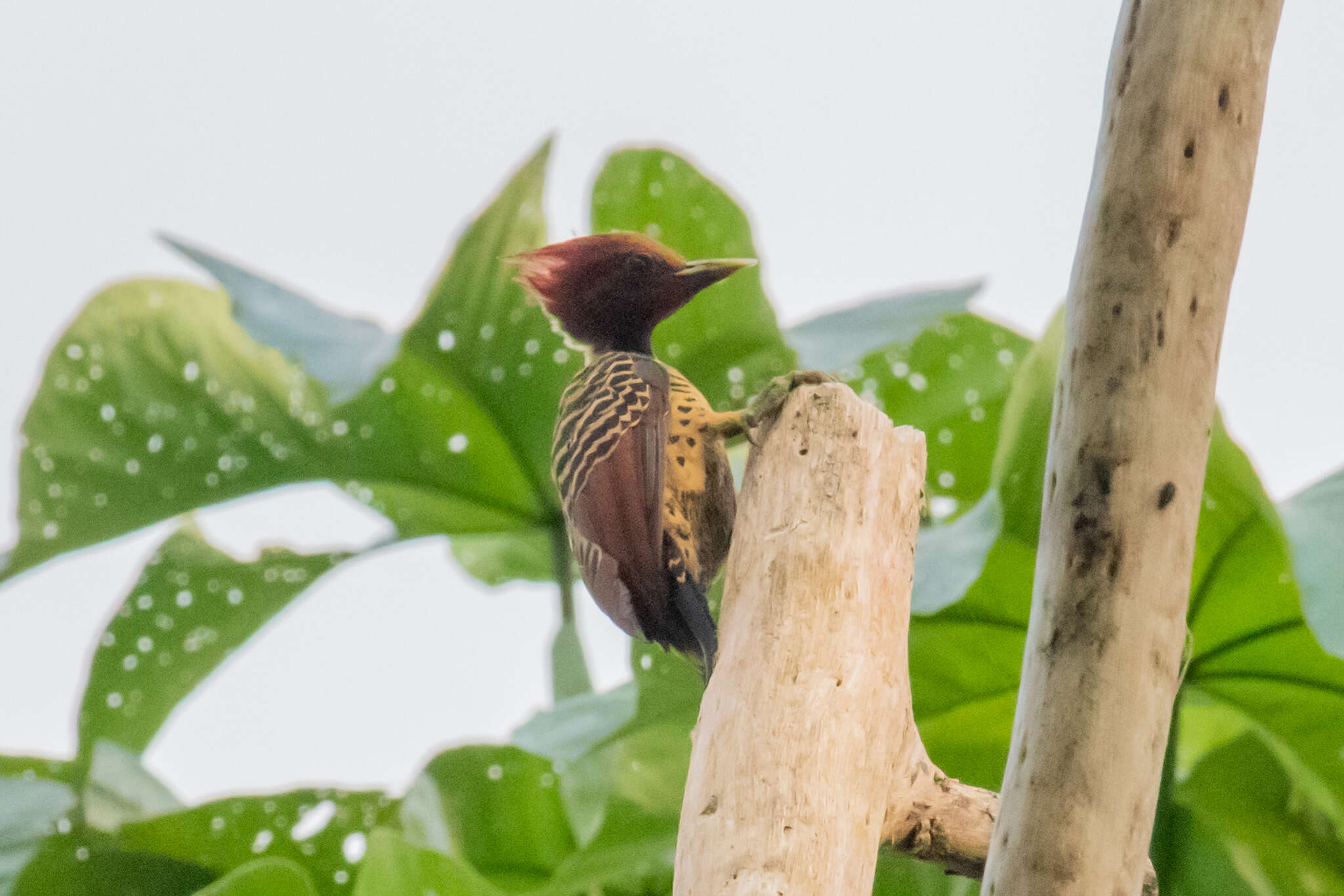 Image of Rufous-headed Woodpecker