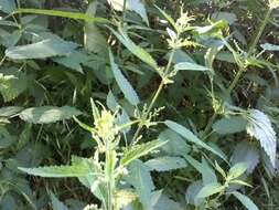 Image of stinging nettle