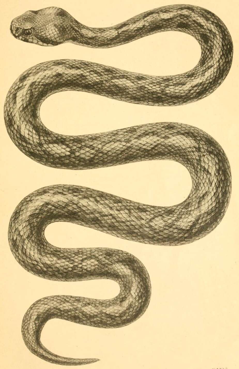 Image of Armenian Viper