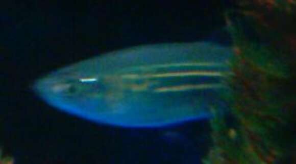 Image of Giant danio