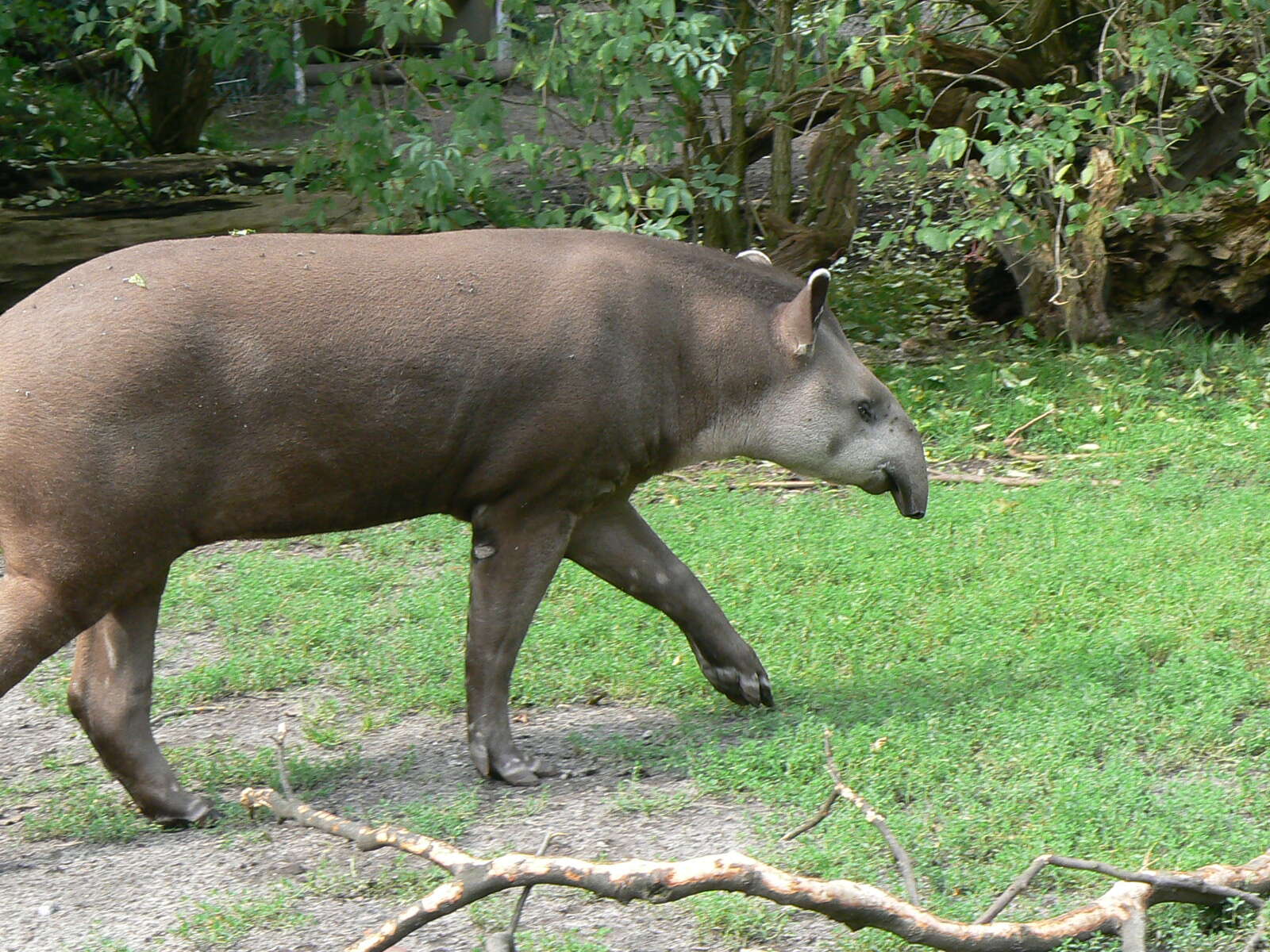 Image of Brazilian Tapir